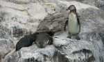 Der Badass Pinguin