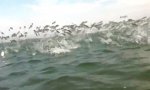 Angriff der fliegenden Fische