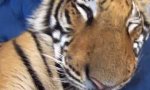 Funny Video : Stuben-Tiger