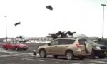 Adlerinvasion auf Parkplatz