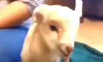 Funny Video : Oh my Goat