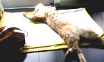 Lustiges Video : Katze in ihrer Chilloutzone