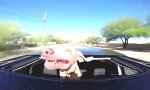 Lustiges Video : Hund aus dem Dachfenster
