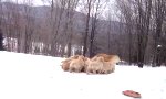 Hundemama im Schnee