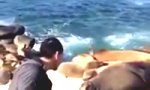 Seelöwe mag keine Selfies