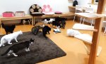 Staubsauger-Roboter im Katzenpalast