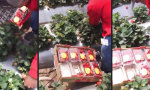 Funny Video : Erdbeer-Highspeed-Pflücken