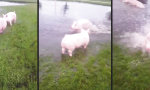 Movie : Schweinische Überschwemmungsparty