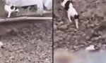 Katze rettet Hundewelpen