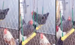 Lustiges Video : Chicks im Swinger-Club