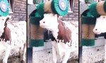 Lustiges Video : Massagegerät für die Kuh