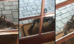Funny Video : Schatz, hier steht schon wieder so ein Vogel vor der Tür!