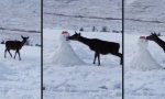 Lustiges Video : Ich liebe Schneemänner