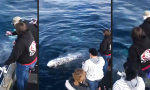 Funny Video : Schwätzchen mit dem Wal