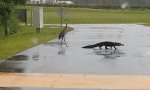 Funny Video : Der Alligator und die Kraniche