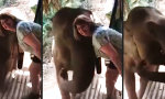 Funny Video : Selfie mit dem Elefanten