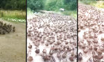 Lustiges Video : Marsch der Enten