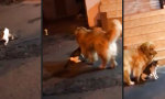 Lustiges Video : Kein Freund von Cat-Fights