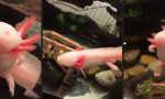 Lustiges Video : Schwimmender Albino-Drachen