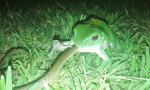 Lustiges Video : Baumfrosch snackt Fischnatter