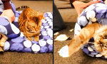 Funny Video : Rollkatze