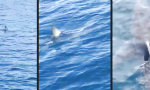 Lustiges Video : Hai-Flosse voraus!