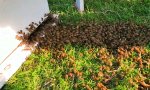 Lustiges Video : Bienen Umzug