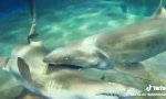 Lustiges Video : Hai mit Mitgefühl