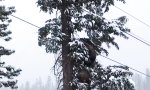Bären am Skilift