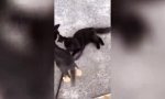 Lustiges Video - Katzen-Entledigungs-Trick