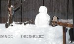 Movie : Panda vs Schneepanda