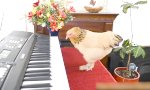 Lustiges Video : Musik für Schnabeltiere