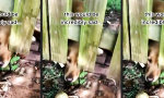 Funny Video : Der arme Hund