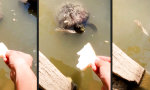 Lustiges Video : Schildkröten füttern besänftigt das Gemüt