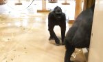 Lustiges Video : Kleiner Prank unter Gorillas