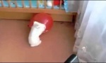Lustiges Video : Wo sich Hase und Ballon gute Nacht sagen