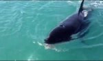 Movie : Killerwhale goes Fishing