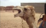 Funny Video : Death-Metal-Kamel
