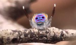 Funny Video : Village Spider