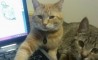 Fun Pic - Donnerstags Fun PicDump #18 - 79