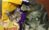 Fun Pic - Donnerstags Fun PicDump #32 - 37