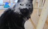 Fun Pic - Donnerstags Fun PicDump #32 - 49