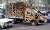 Fun Pic - Donnerstags Fun PicDump #95 - 43
