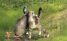 Fun Pic - Donnerstags Fun PicDump #119 - 118