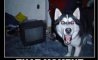 Fun Pic - Donnerstags Fun PicDump #130 - 56