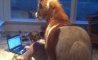 Fun Pic - Donnerstags Fun PicDump #135 - 13