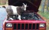 Fun Pic - Donnerstags Fun PicDump #136 - 95