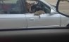 Fun Pic - Donnerstags Fun PicDump #159 - 52