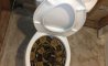 Fun Pic - Donnerstags Fun PicDump #160 - 24