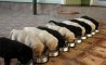 Fun Pic - Donnerstags Fun PicDump #161 - 129
